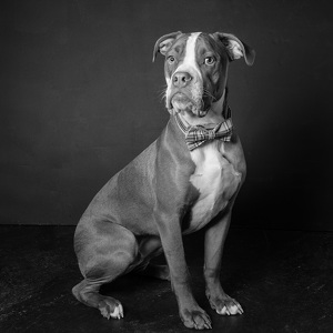 Fundraising Page: Stickers Sharp